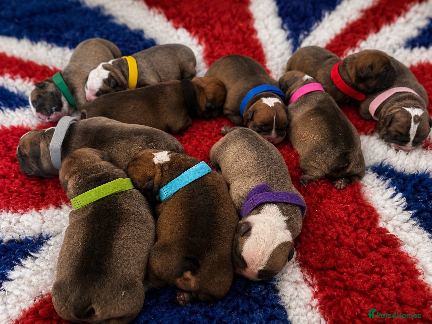 English Bulldog dogs English Bulldog Puppies  - Advert 2