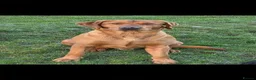 Labrador Retriever dogs for sale: Beautiful Labrador champion bloodline pups  in Doncaster - Advert 29