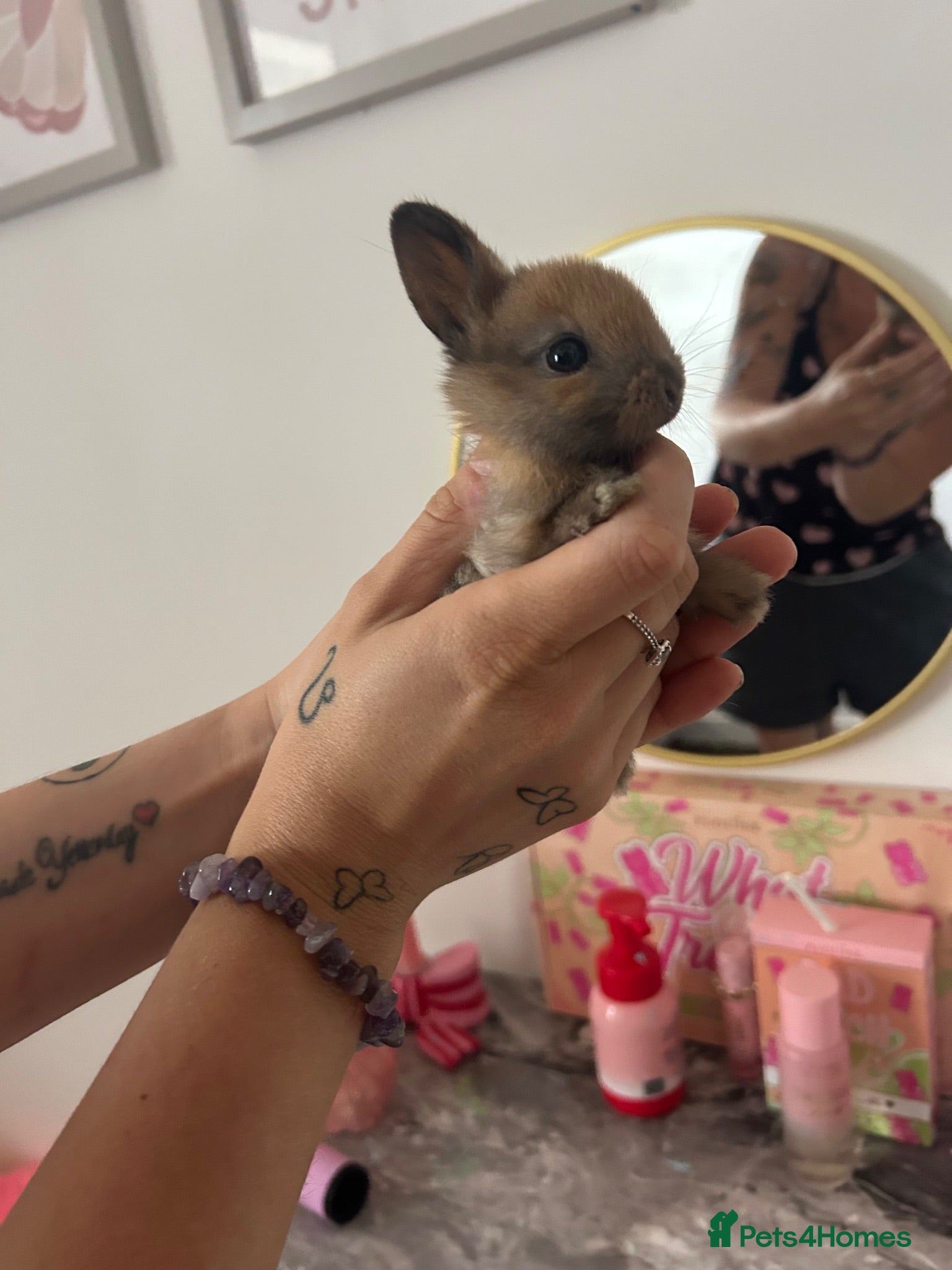 Mixed Breed rabbits Rabbits  - Advert 16