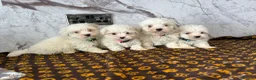 Coton De Tulear dogs for sale: Coton du tulear pups - Advert 8
