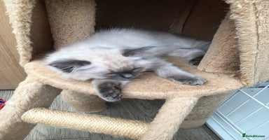 Ragdoll cats Ragdoll kittens - Advert 2