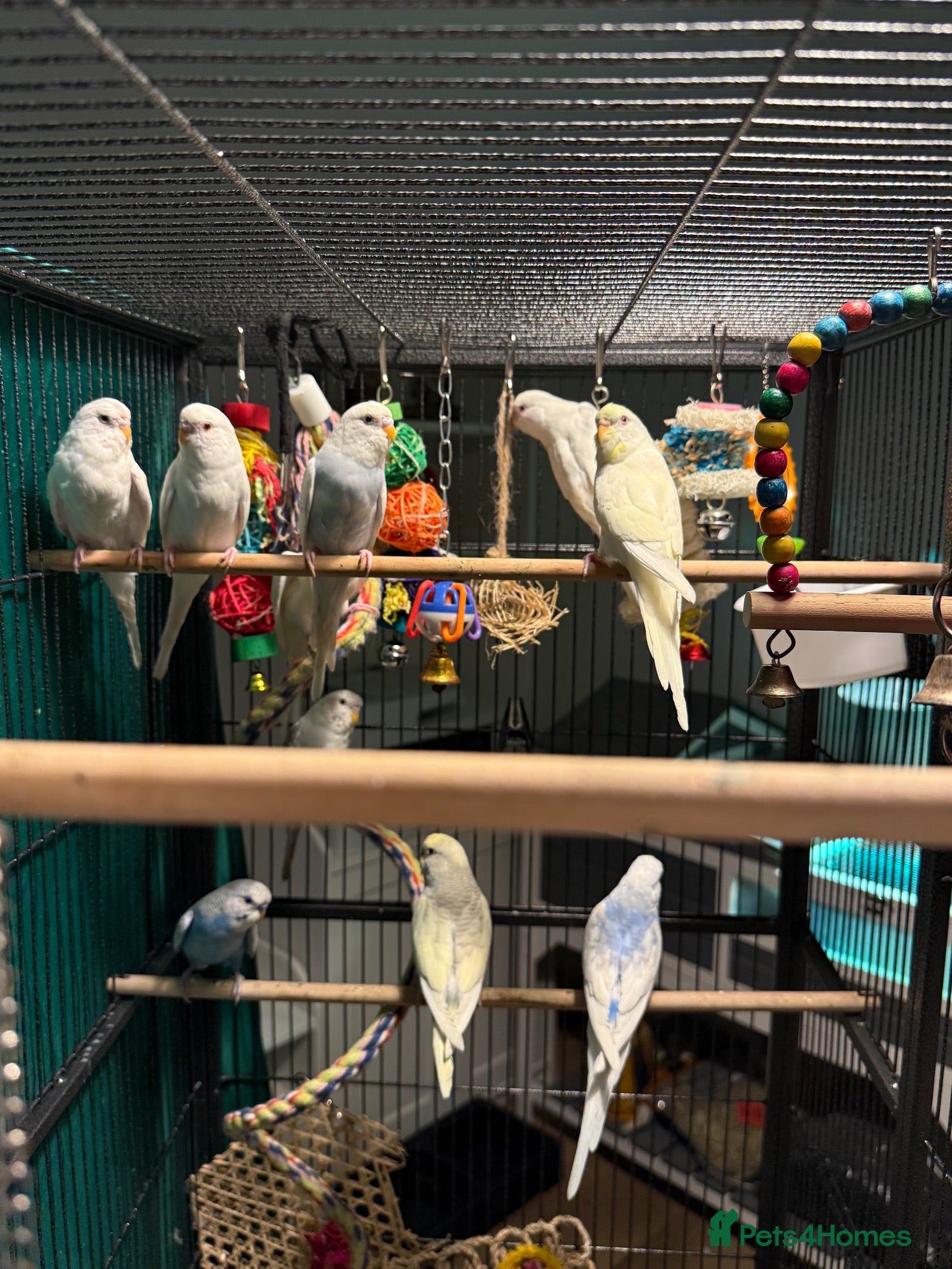 Budgerigars birds young  budgies available  Wa7  area   - Advert 1
