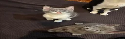 British Shorthair cats for sale: 3 Adorable Kittens Looking For Their Forever Homes - Advert 16