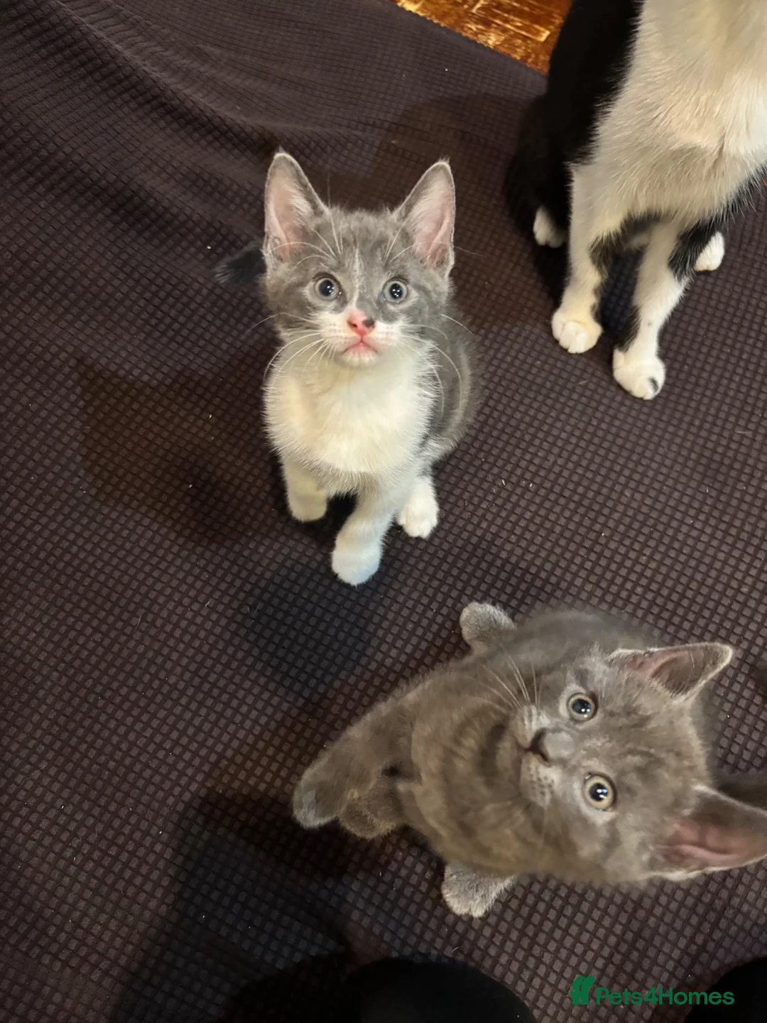 British Shorthair cats for sale: 3 Adorable Kittens Looking For Their Forever Homes in London - Advert 16