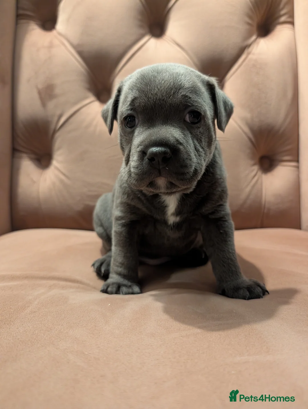 Staffordshire Bull Terrier dogs for sale: Beautiful blue Staffordshire bull terrier puppies  - Advert 15