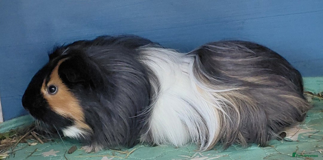 Guinea Pig rodents for sale: 3 male baby piggies for sale - Advert 16