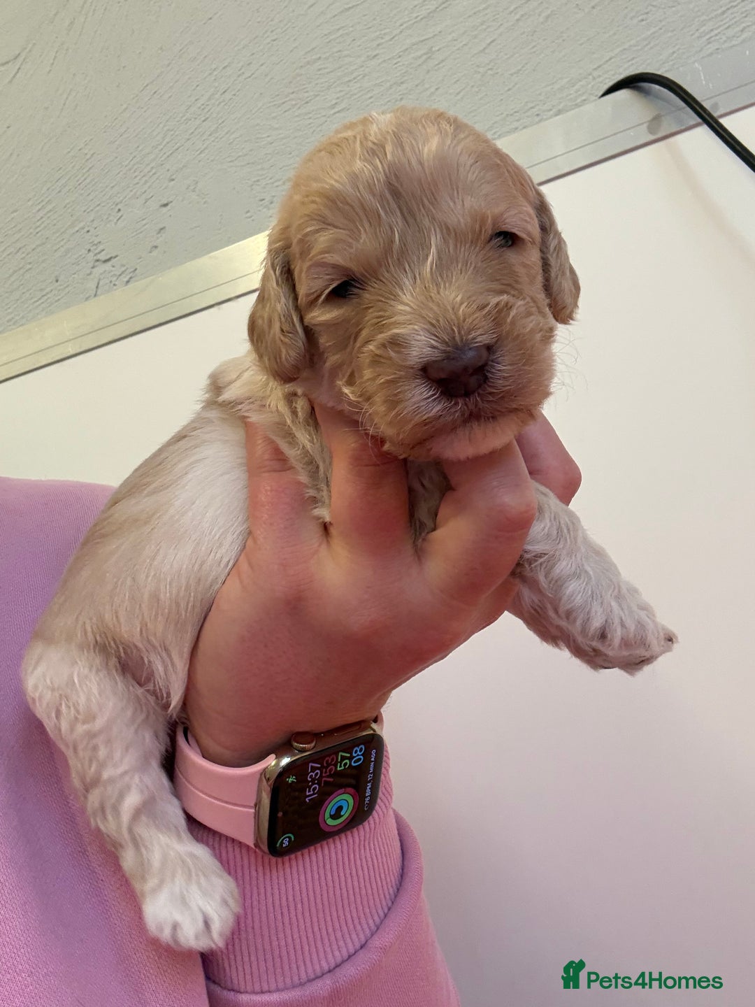 Sproodle dogs for sale: F2b Sproodle Puppies 2 boys and 1 girl remaining - Advert 22