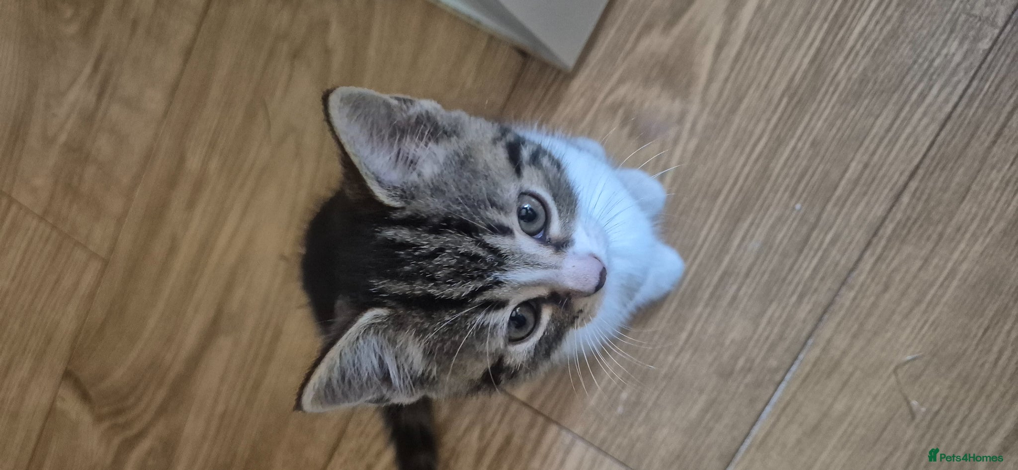 Mixed Breed cats Beautiful litter trained kittens - Advert 1