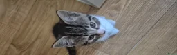 Mixed Breed cats for sale: Beautiful litter trained kittens in Coventry - Advert 1