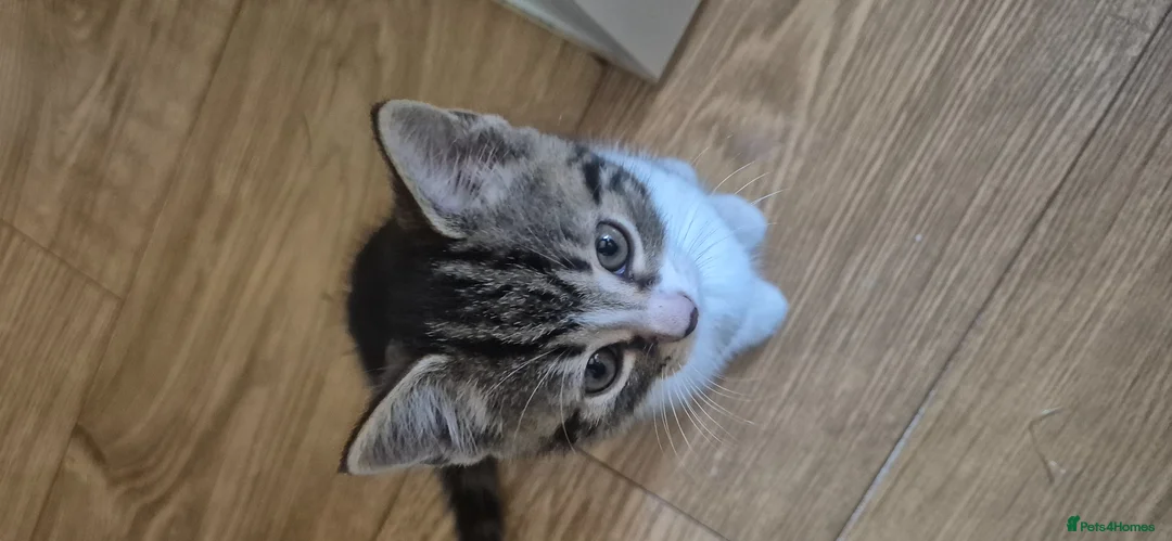 Mixed Breed cats for sale: Beautiful litter trained kittens in Coventry - Advert 1