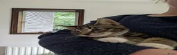 Mixed Breed cats for sale: Main coon cross kittens tabby short & long hair in Ashford - Advert 3