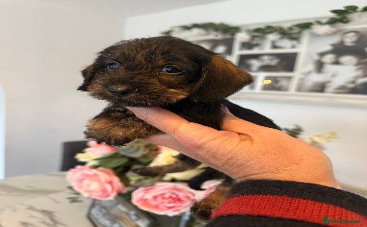 Miniature Dachshund dogs - Advert 1