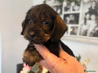 Miniature Dachshund dogs - Advert 36