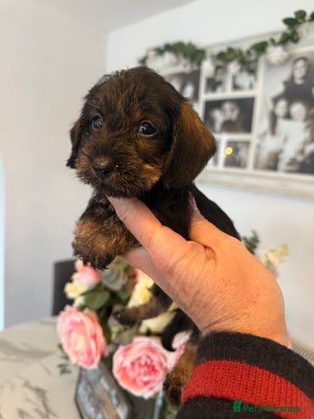 Miniature Dachshund dogs - Advert 10