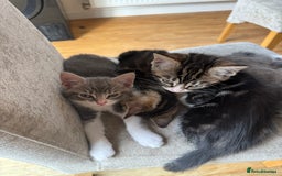 Domestic Shorthair cats for sale: 🤩🤩 6 beautiful babies 🤩🤩 - Image 20