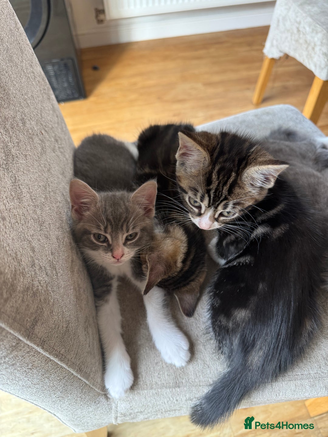Domestic Shorthair cats for sale: 🤩🤩 6 beautiful babies 🤩🤩 - Image 20