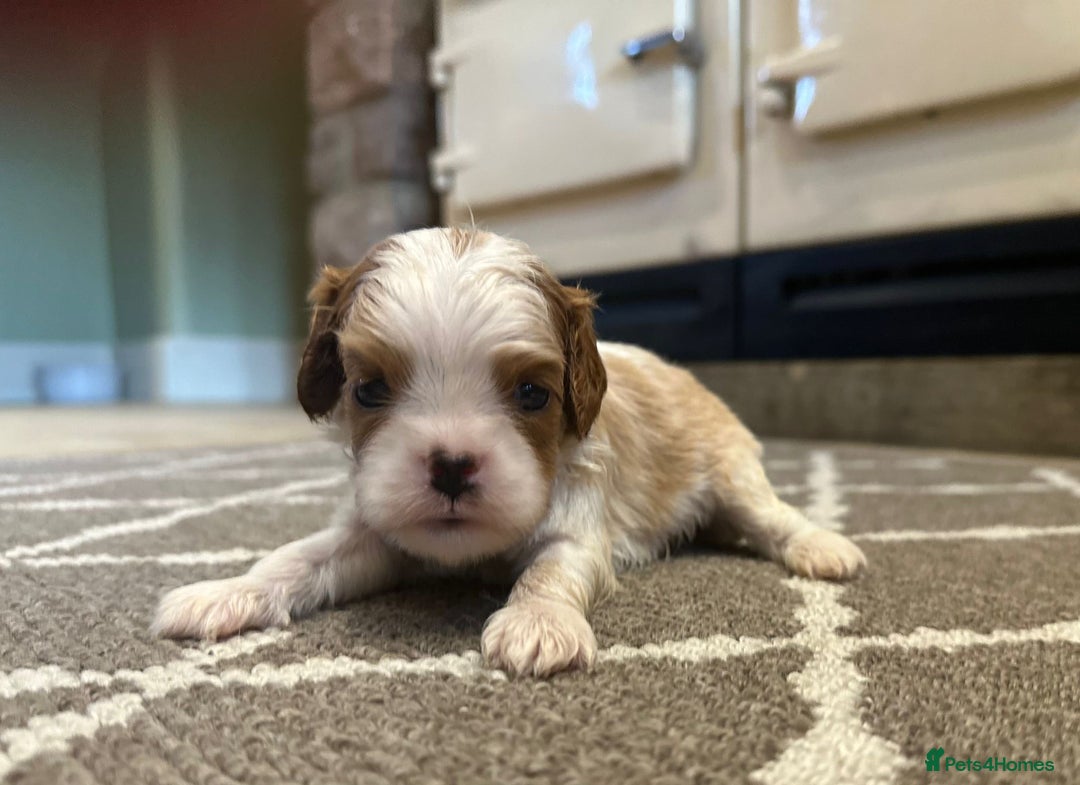 Cavalier King Charles Spaniel dogs for sale: Cavalier King Charles Pups - Advert 6