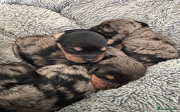 Cavapoo dogs for sale: ⭐ F1 Merle Cavapoos Extensively Health Tested⭐ - Image 5