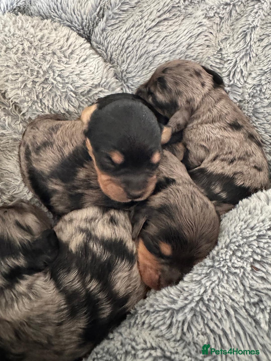 Cavapoo dogs for sale: ⭐ F1 Merle Cavapoos Extensively Health Tested⭐ - Image 5