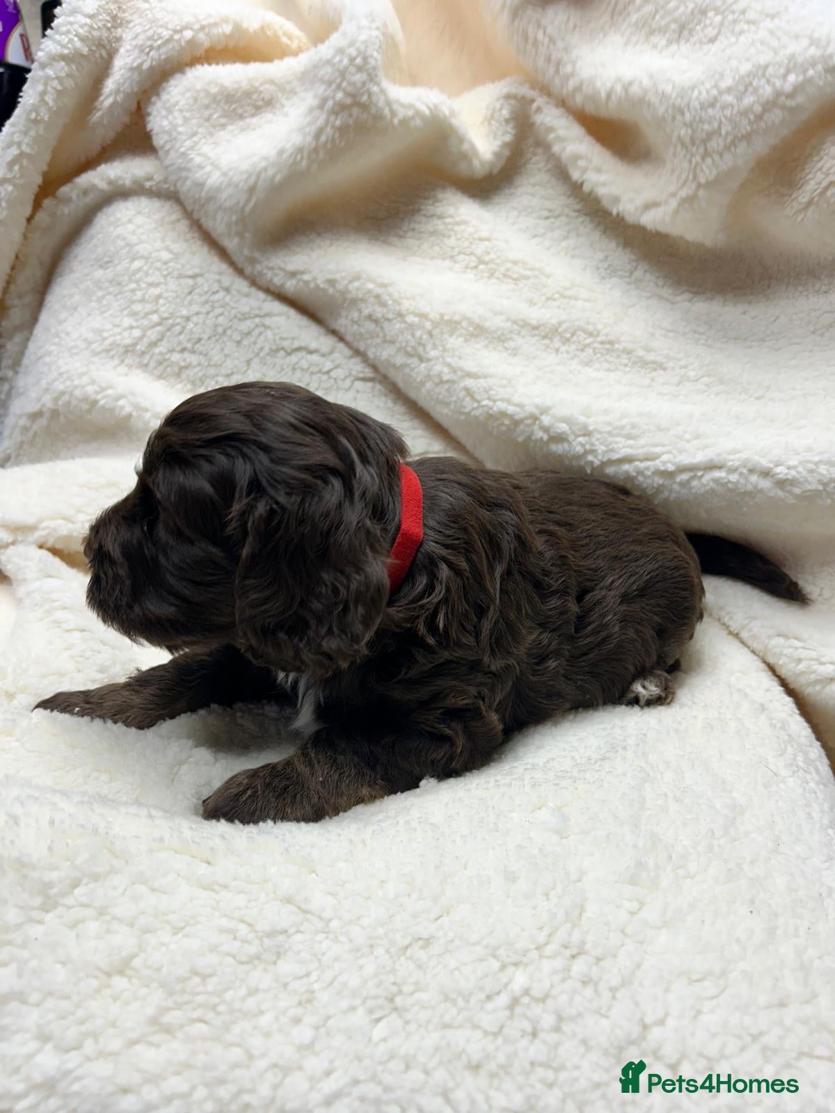 Cockapoo dogs Cockapoo puppies  - Advert 2