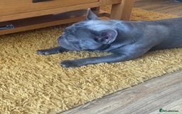 French Bulldog dogs for sale: French bulldog male  - Image 14