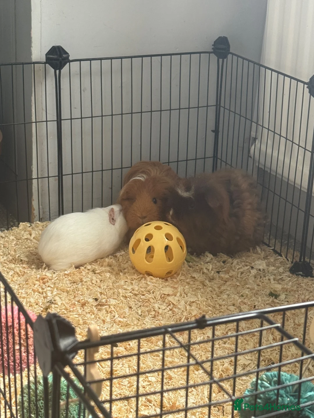 Guinea Pig rodents for sale: 3 guinea pigs for sale  in Huddersfield - Advert 1