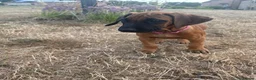 Rhodesian Ridgeback dogs for sale: One beautiful gentle kc little girl - Advert 7