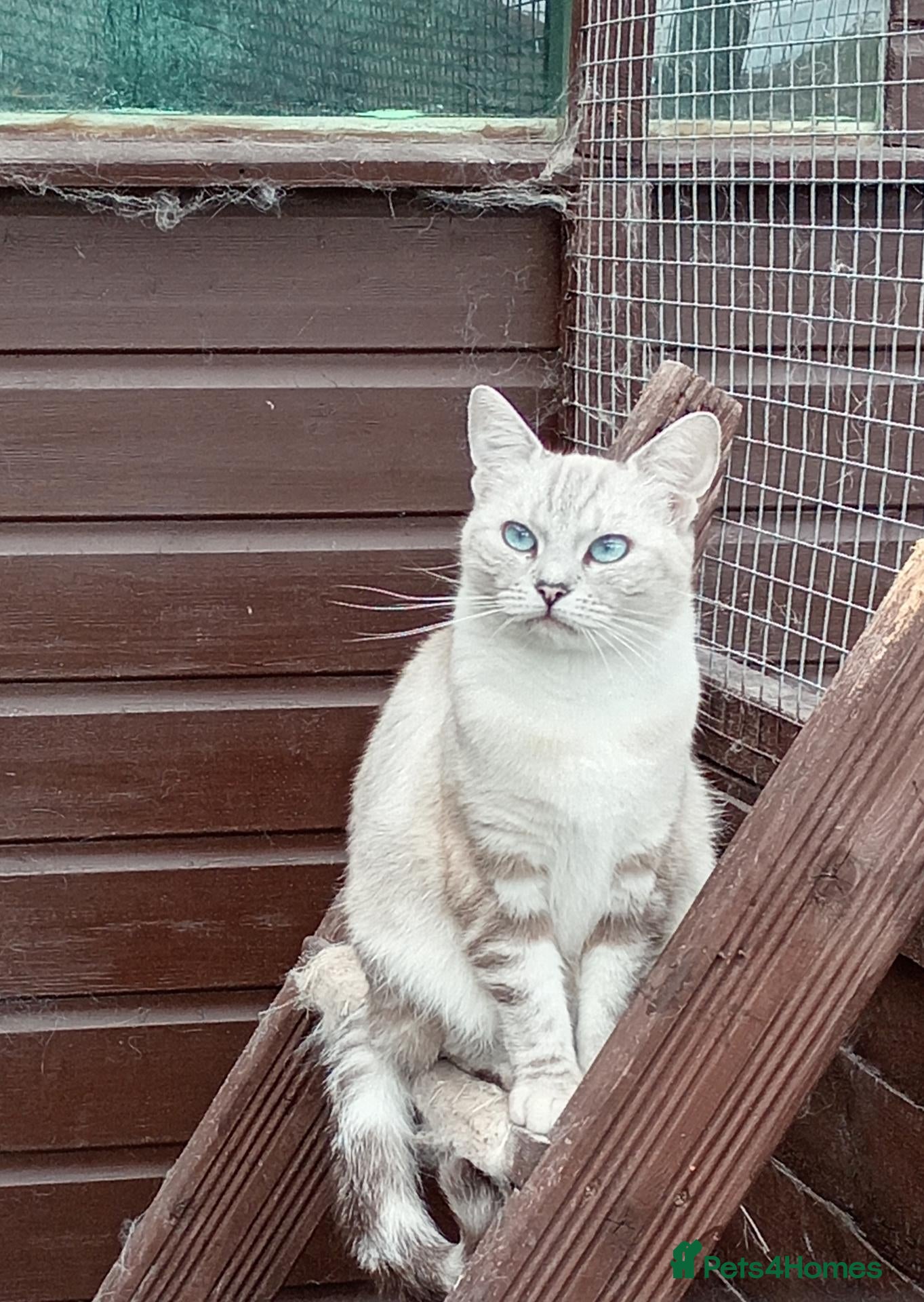 Mixed Breed cats Ragdoll x British Shorthair.  - Advert 2
