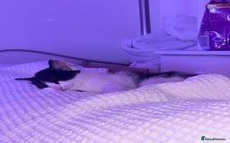 Mixed Breed cats for sale: 3 ragdoll mix kittens  - Image 10