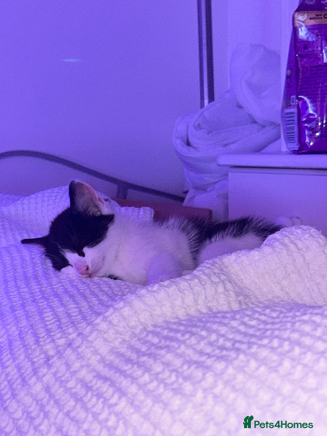 Mixed Breed cats for sale: 3 ragdoll mix kittens  - Image 10