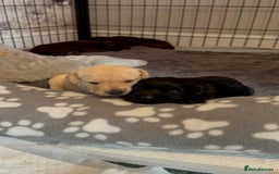 Labrador Retriever dogs for sale: Labrador puppies - Image 6
