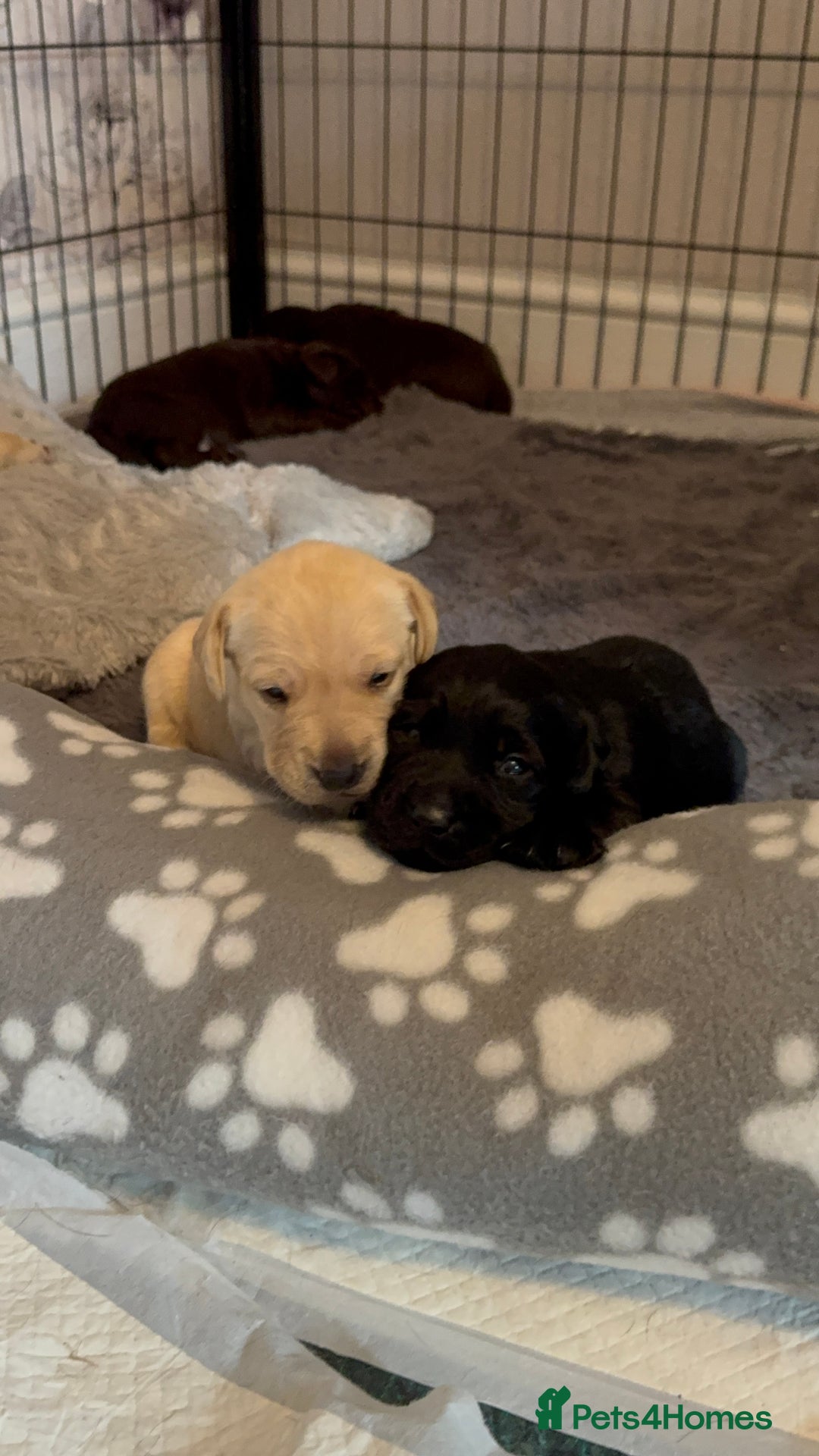 Labrador Retriever dogs for sale: Labrador puppies - Image 6