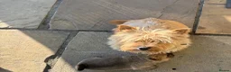 Norwich Terrier dogs for sale: Norwich terrier puppy  - Advert 6