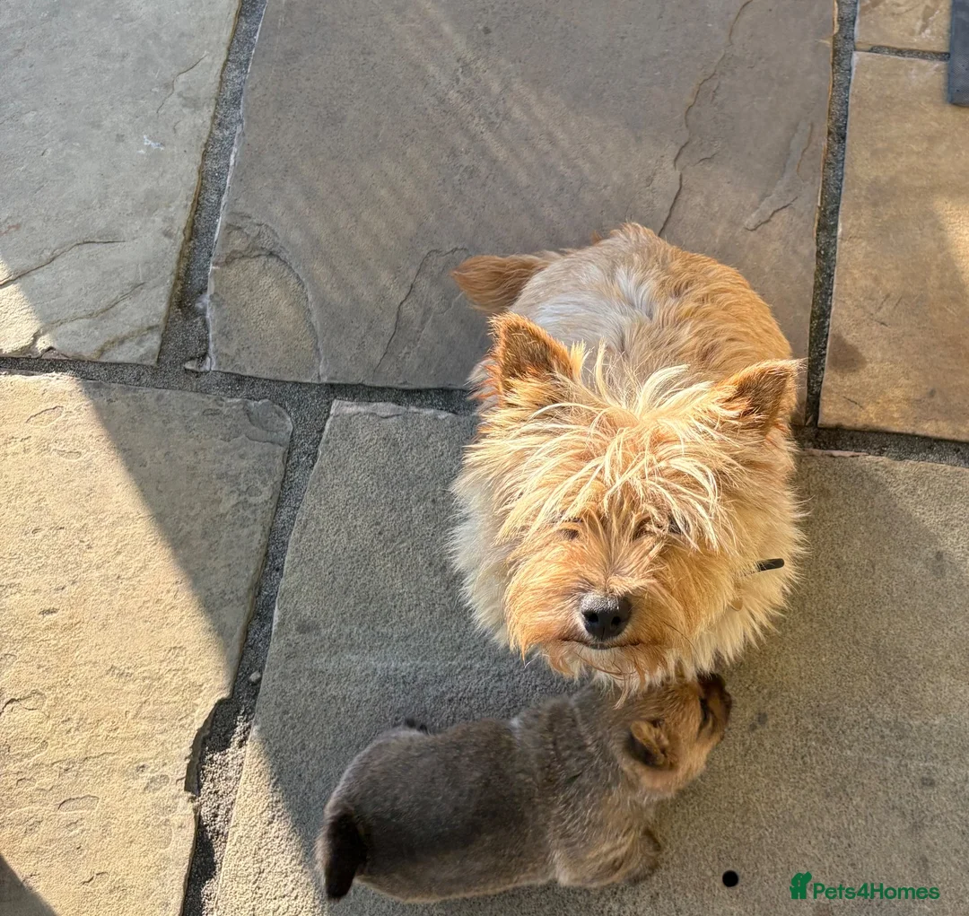 Norwich Terrier dogs for sale: Norwich terrier puppy  - Advert 6