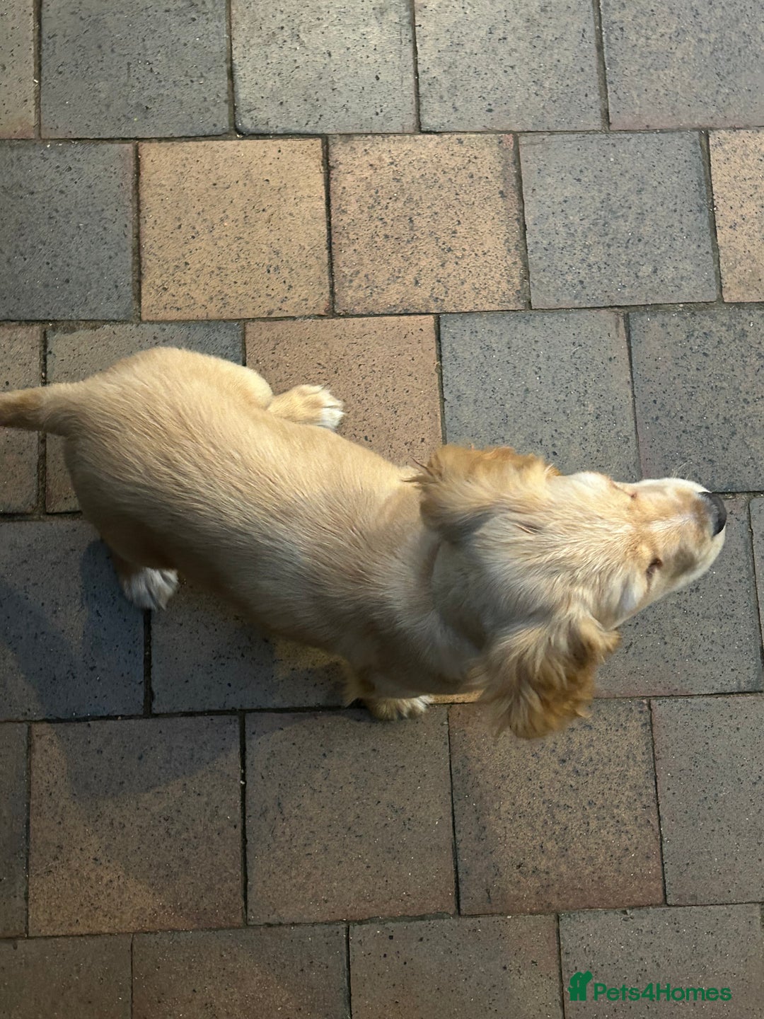 Cocker Spaniel dogs for sale: 3 Cocker Spaniel Puppies. 💙💙💙 - Advert 24