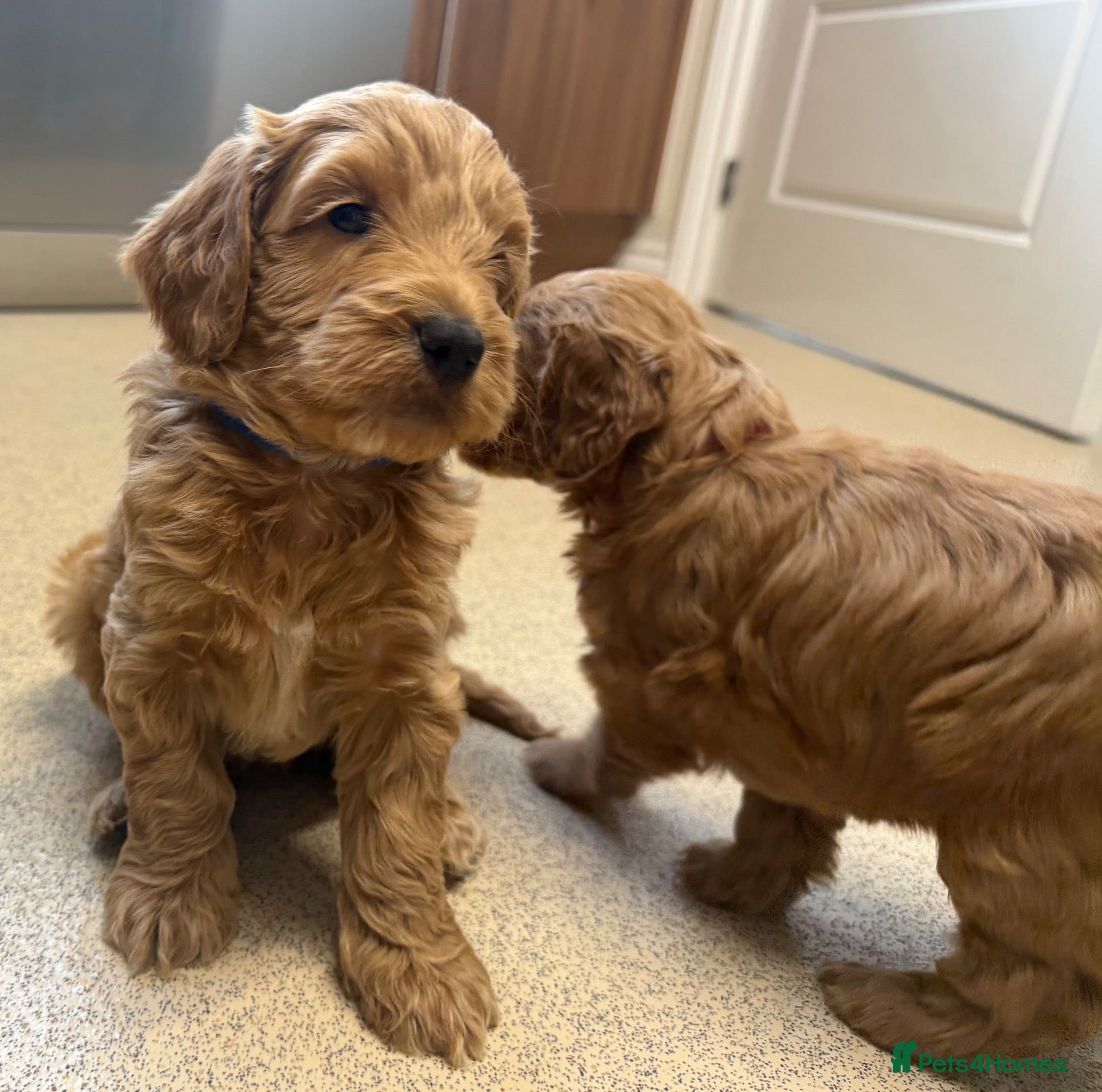 Cockapoo dogs Beautiful F1 Cockapoo Puppies READY NEXT WEEK  - Advert 7