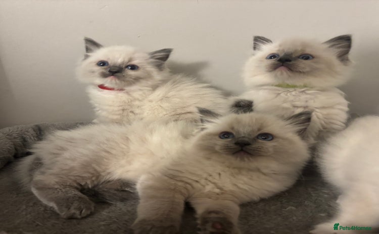 Ragdoll cats - Advert 6