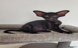Oriental cats for sale: Oriental Shorthair kittens  - Image 6