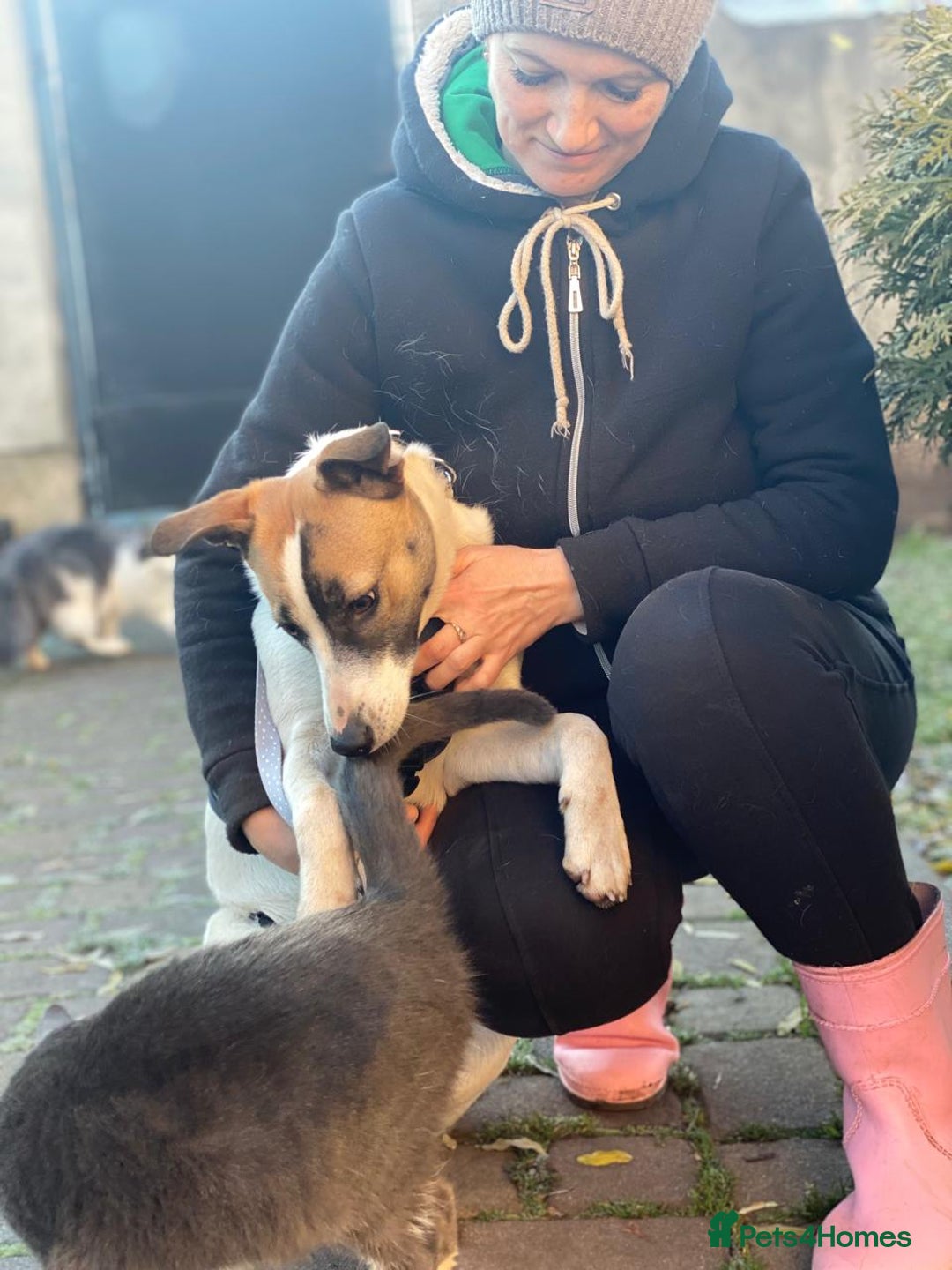 Mixed Breed dogs for adoption: 💖🐶 ZAYKA 🐶💖 - Advert 4