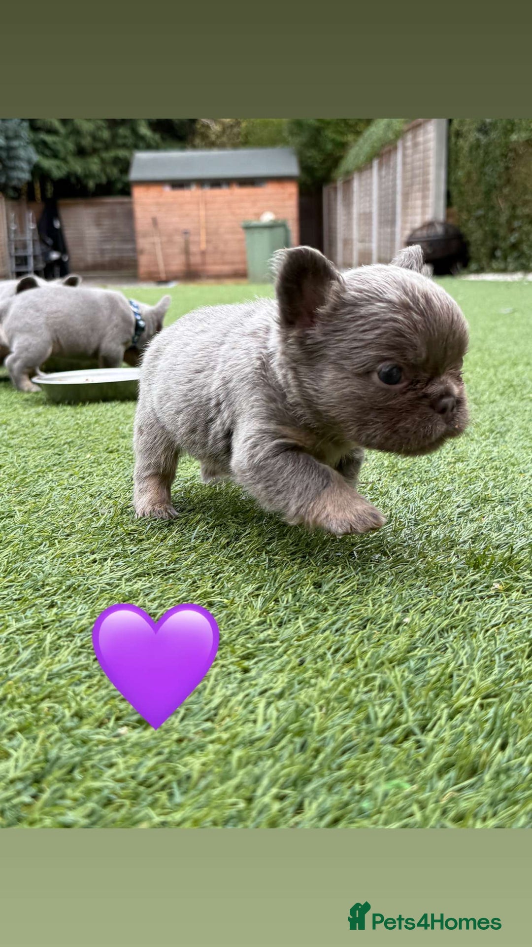 French Bulldog dogs for sale: *FLUFFY FRENCHIE’S* - Image 12