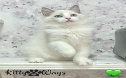 Ragdoll cats for sale: 🐾🩷*TICA REG* EU RAGDOLL KITTENS🌟 DNA CLEAR 🩵🐾 - Image 15