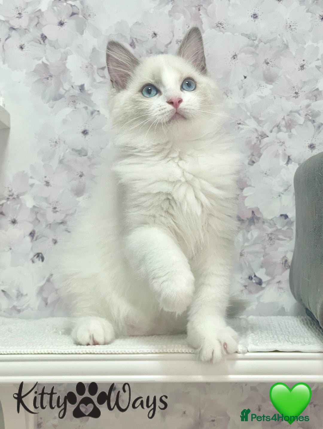 Ragdoll cats for sale: 🐾🩷*TICA REG* EU RAGDOLL KITTENS🌟 DNA CLEAR 🩵🐾 - Image 15