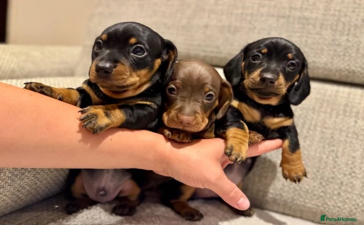 Miniature Dachshund dogs - Advert 2