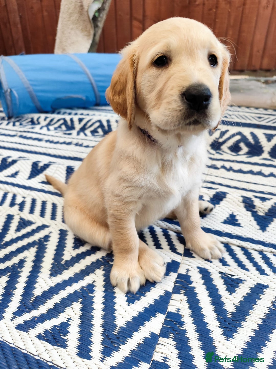 Golden Retriever dogs for sale: Gentle and loving Golden Retriever puppiess  - Image 12