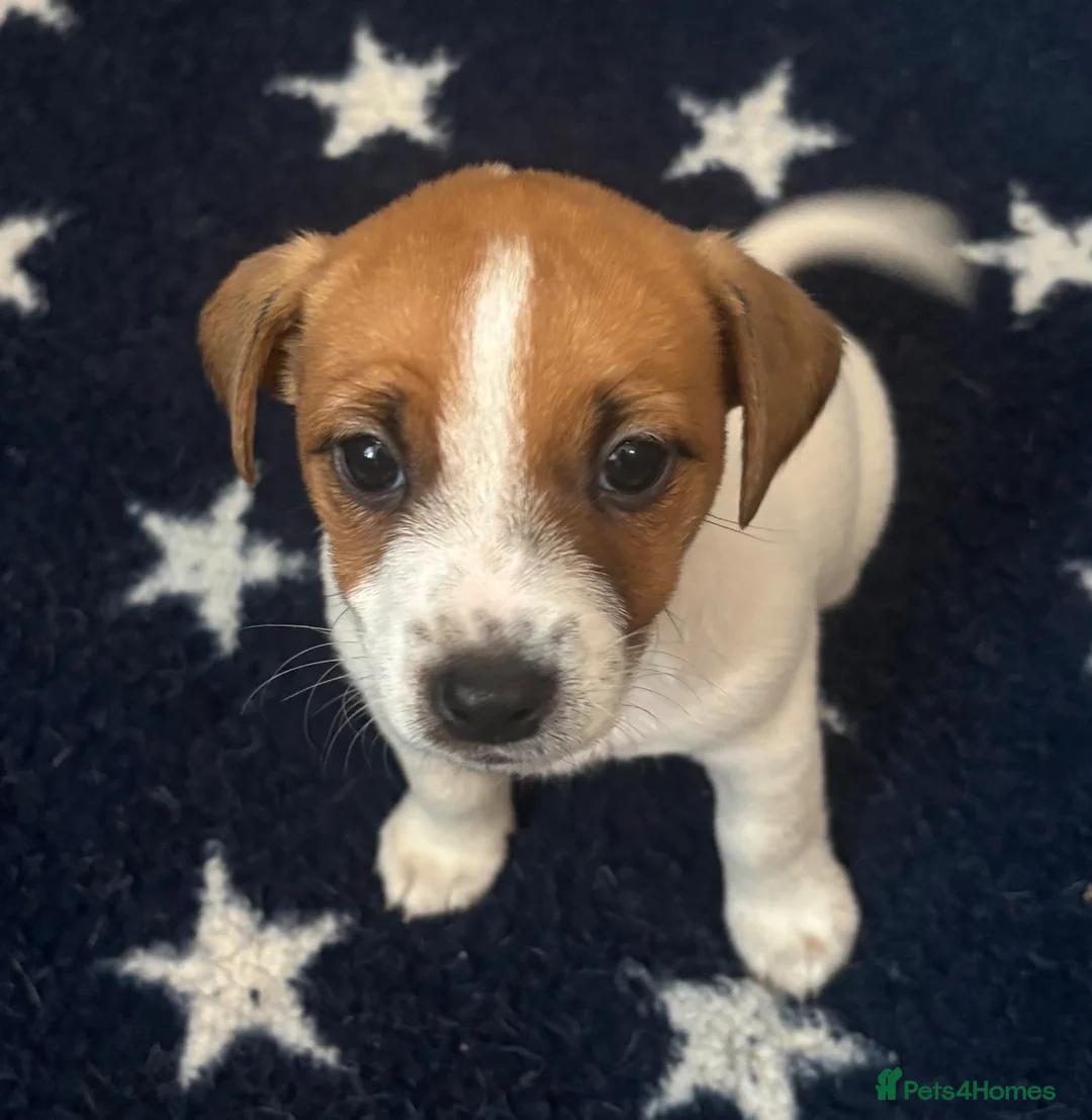 Jack Russell dogs for sale: Jack Russell Puppies - Advert 2