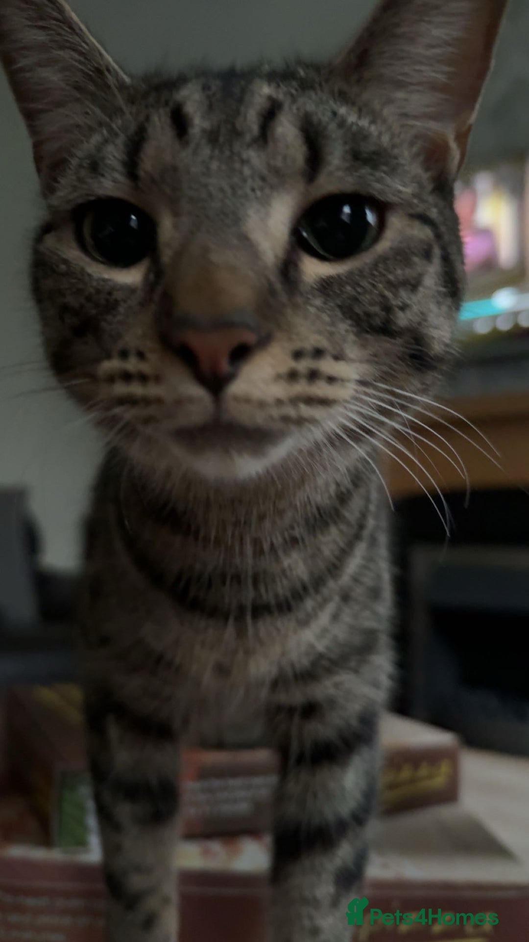 Mixed Breed cats for sale: Jinx! - Advert 5