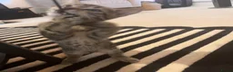 Mixed Breed cats for sale: 2 kittens - ready to go now - Advert 12