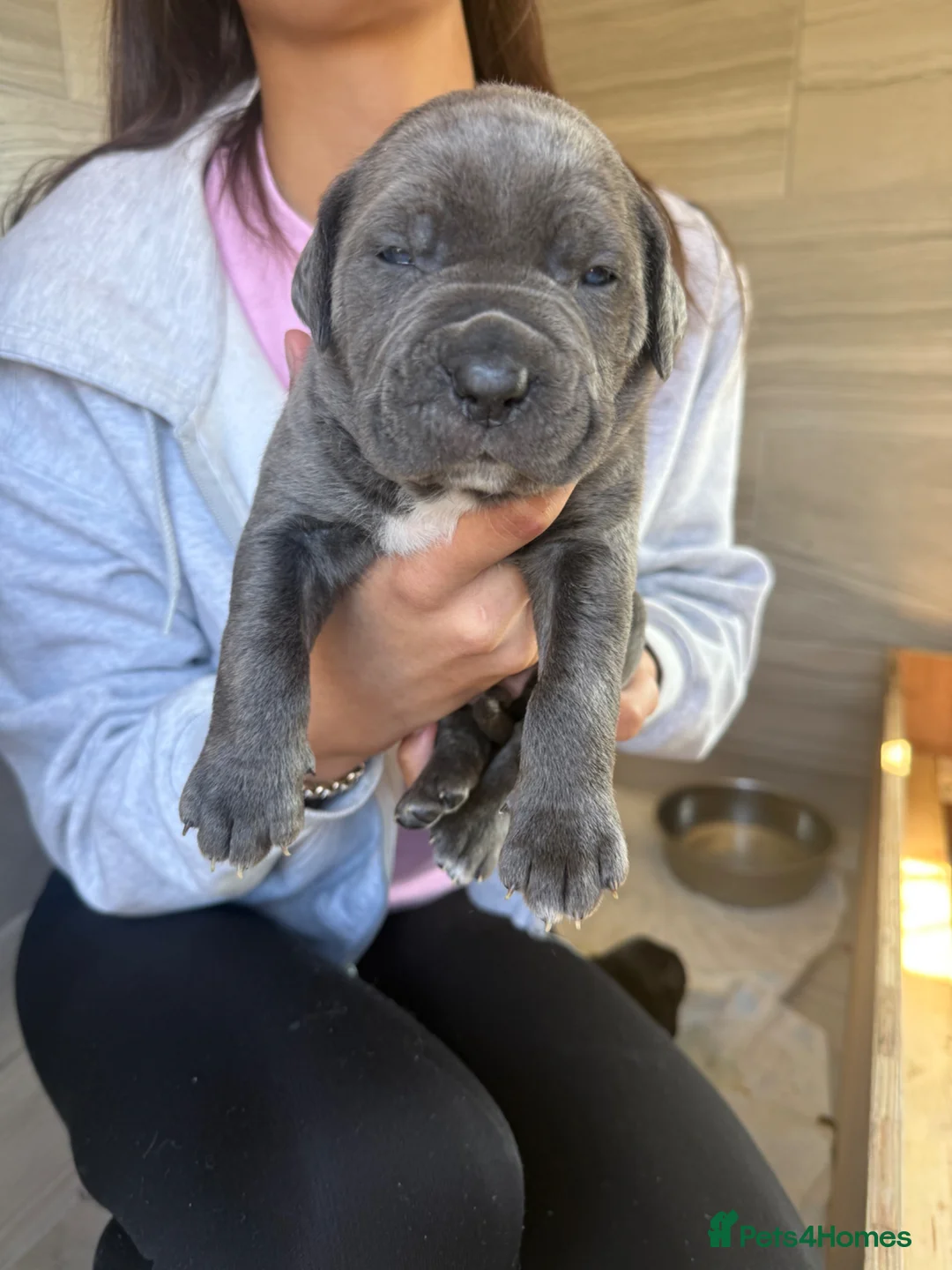 Mixed Breed dogs for adoption: Cane corso cross puppies - Advert 2