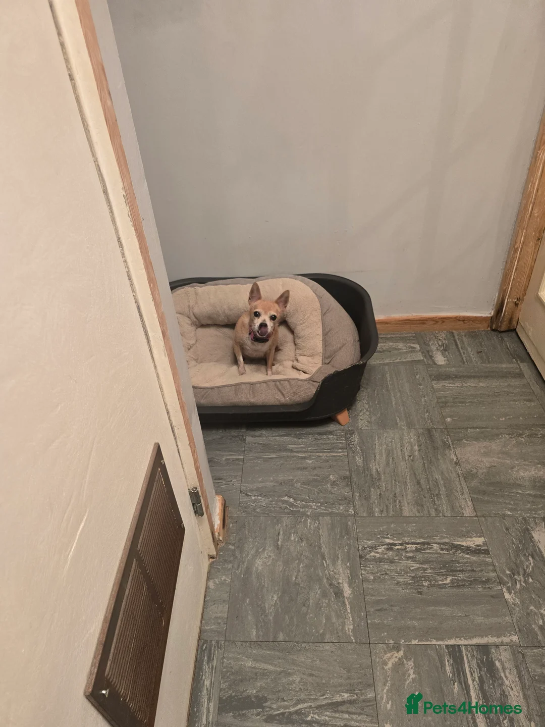 Jack Russell dogs for sale: 2 Jack Russell sibilings for sale - Advert 2