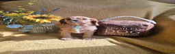 Cavalier King Charles Spaniel dogs for sale: Beautiful  Cavalier  puppies  - Advert 10